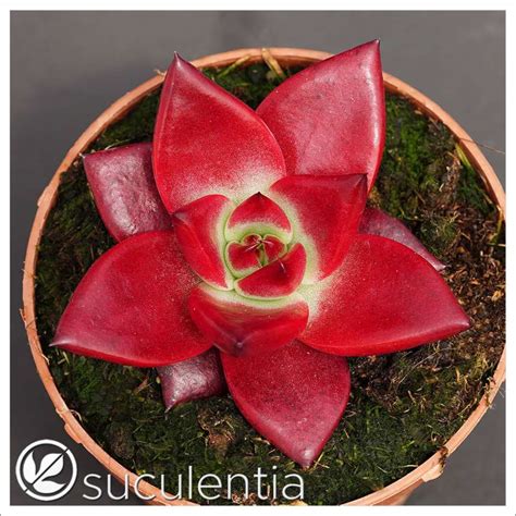 Echeveria Suculentia Venta Online De Suculentas Y Plantas Crasas