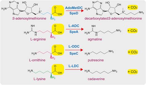 Neofunctionalization Of S Adenosylmethionine Decarboxylase Into