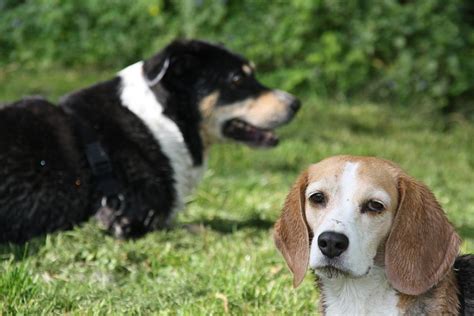 O Que Fazer Quando Dois Cachorros Se Estranham Librain