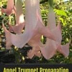 Propagating Angel Trumpets: How To Start New Brugmansia Plants