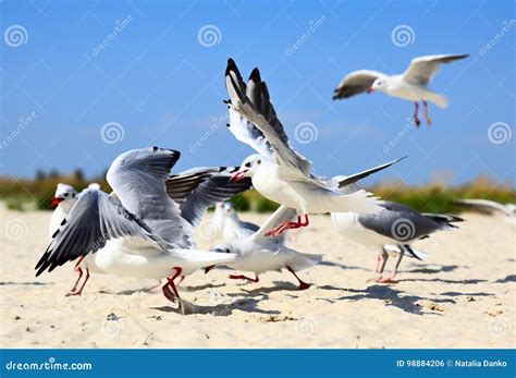 Flock Of Sea Gulls In Flight On A Sandy Beach Stock Photo Image Of