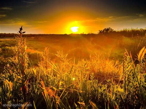 Yellow Sunset Grasses And Flowers At The Tijuana River Estuary Near