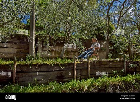 Terraced Olive Tree Cultivation Hi Res Stock Photography And Images Alamy