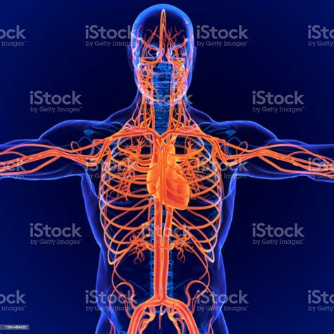 Foto De Ilustração 3d Anatomia Do Sistema Circulatório Humano E Mais Fotos De Stock De Anatomia