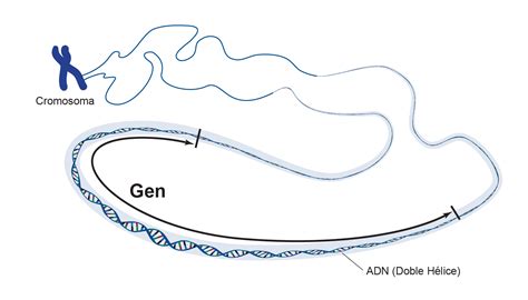 Herencia GenÉtica Mind Map