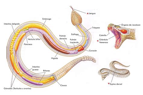 Anatomía de las serpientes distribución y nombres de órganos internos