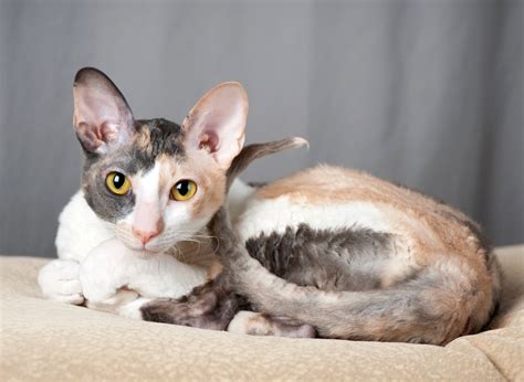 What Colors Can Cornish Rex Cats Be Litter Robot