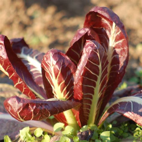 Bio Saatgut Radicchio Rossa Di Treviso