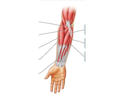 Forearm anterior view muscle Quiz