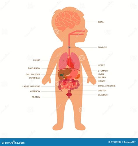 Anatom A Del Cuerpo Humano Ni O Ilustraci N Del Vector Imagen