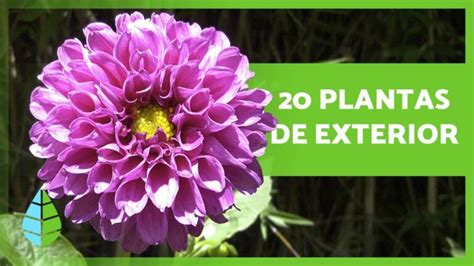 Las Mejores Plantas Para Decorar Tu Terraza