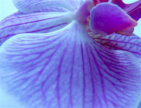 Is Ovarian Rejuvenation An Effective Fertility Treatment Goop