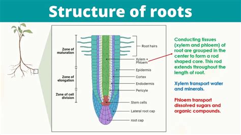 Structure Of Roots Worksheets Library