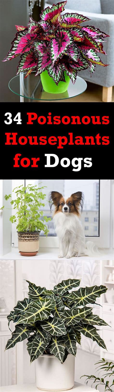 34 Poisonous Houseplants for Dogs and Cats | Plants toxic to dogs ...