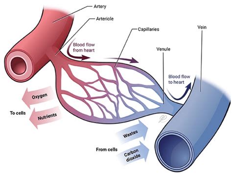 What are the smallest blood vessels in the human body? - CBSE Tuts