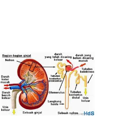 Gambar Ginjal Beserta Keterangannya 54 Koleksi Gambar