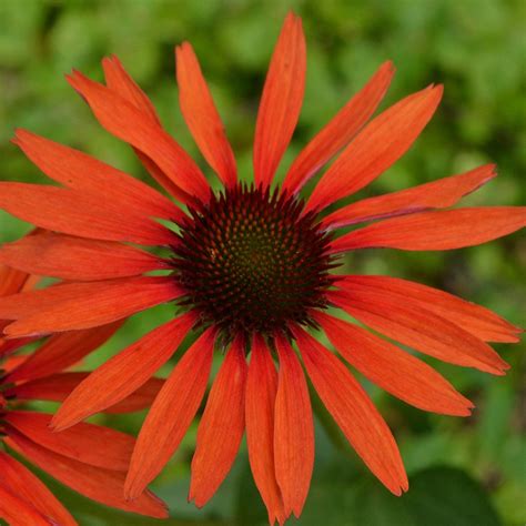 Echinacea Hot Lava Urban Jungle Plant Nursery