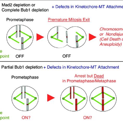 The Spindle Checkpoint Protects Cells From Chromosome Missegregation