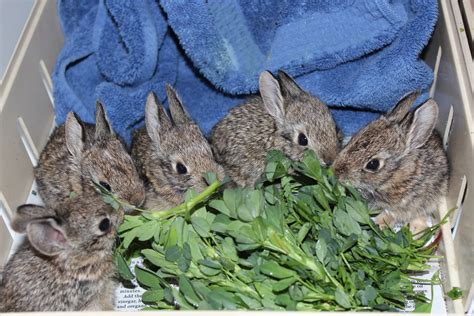 how to care a newborn rabbit 7