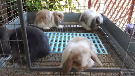 Holland Lop Kits 8 Weeks Old Youtube