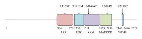 Schematic Representation Of Lrrk2 Protein Showing Variants Reported In