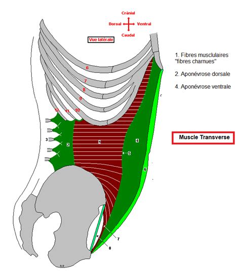 Classification Des Muscles Ue Anatomie Tutorat Associatif Toulousain