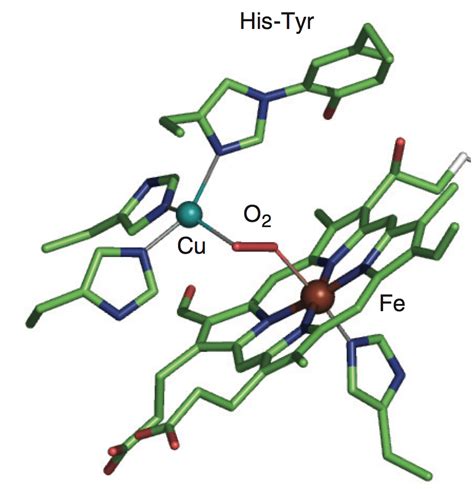 Cytochrome C Oxidase