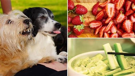 Are Fruits And Vegetables Bad For Dogs