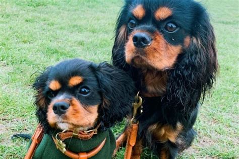 Teacup Cavalier King Charles Spaniel The Ultimate Guide