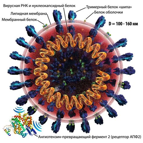 Estrutura Sarscov Coronavirus Covid Russo Ilustra O Stock