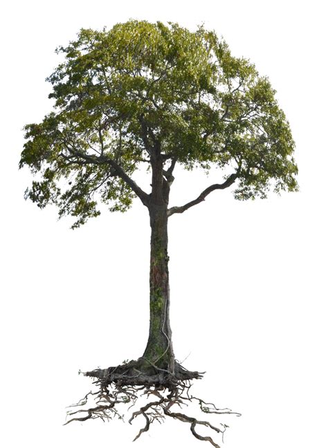 Tree N Roots Png Stock Lake 1077 Cc2 Copy 3 By Annamae22 On Deviantart