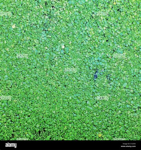 Water Covered With Duckweed Stock Photo Alamy