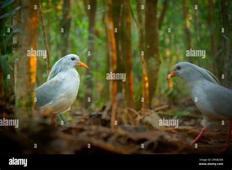 KAGU o Cagou kavu o kagou Rhynochetos jubatus crestó aves de patas