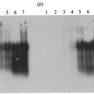 Northern Blot Analysis Of Total Rna Isolated At