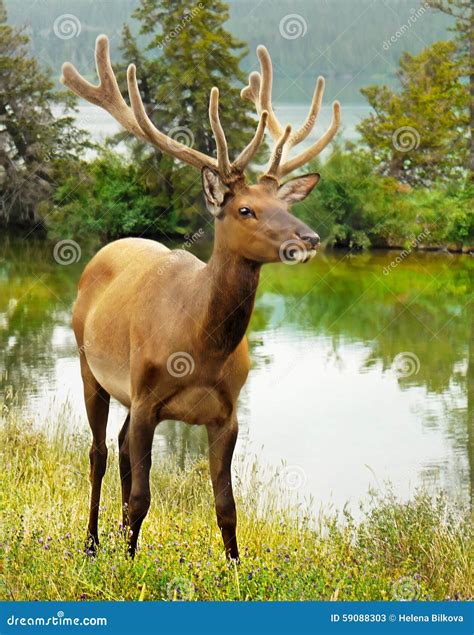 Young Bull Elk Stock Image Image Of Alberta Bull Wildlife 59088303