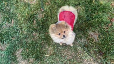 5 Month Old Pomeranian Puppy Daily Living Pomeranian Puppies