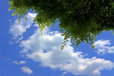 Gambar Siang Hari Hijau Tumbuh Tumbuhan Pohon Biru Langit Pemandangan Alam Gumpalan Awan