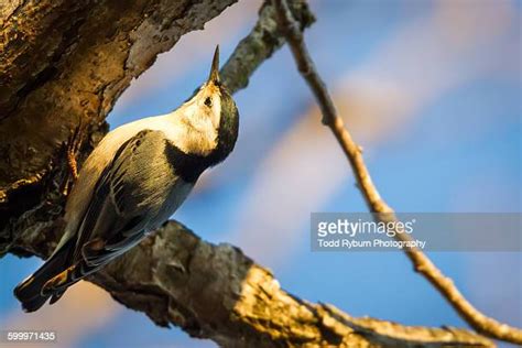 Blue Woodpecker Bird Photos and Premium High Res Pictures - Getty Images