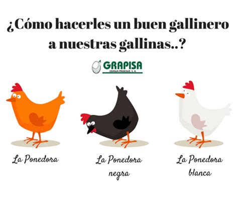 ¿cuántos Nidos Debe Haber En El Gallinero Mibbmemima ️