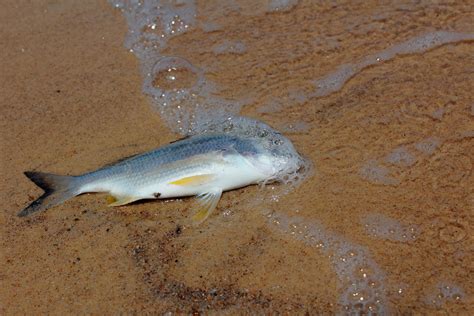 Free photo: Dead Fish - Beach, Dead, Fish - Free Download - Jooinn