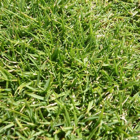 3 Best Weed Killers For Zoysia Grass Artofit