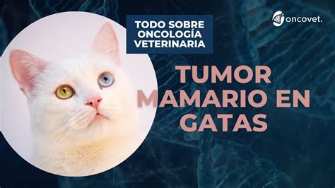 Descubre C Mo Detectar Un Tumor Mamario En Gatas Youtube