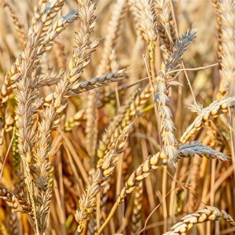 Premium Photo | Wheat harvest