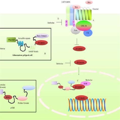 A WNT β catenin mediated intracellular signaling β catenin moved