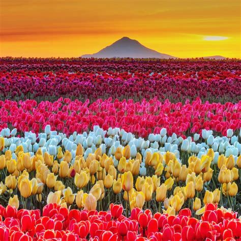 Mount Hood Looming Over Acres Of Tulip Fields In Oregon Rpics