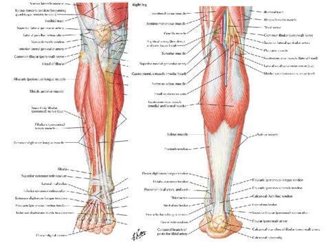 Yogalondon Lecture 3 The Pelvic Girdle And Lower