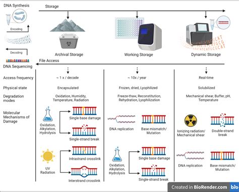 A Generic Dna Storage Schema Showing Various Configurations That