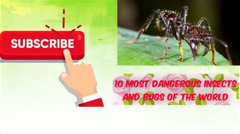 10 Most Deadliest Insects And Bugs Of The World Youtube