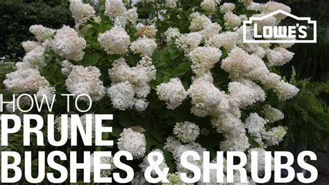 How To Prune Trim Shape Your Bushes Shrubs YouTube