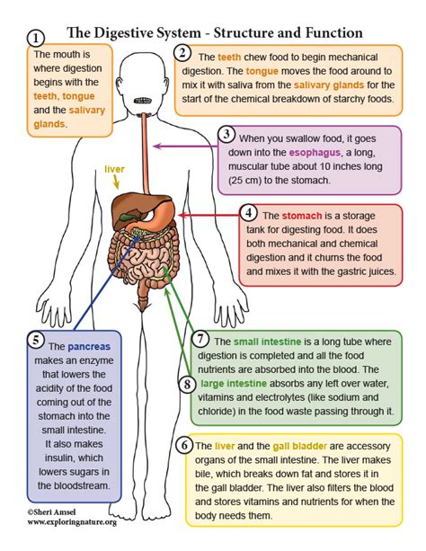 Human Digestive System Functions